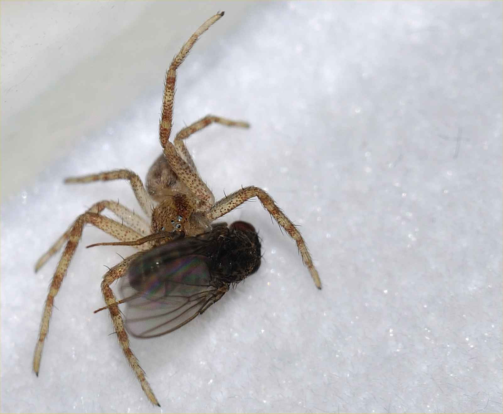 Philodromus sp.